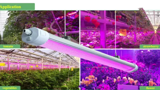 Luz de cultivo LED resistente al agua de espectro rosa/espectro completo 150W con cultivo médico de plántulas/plantas de tomate